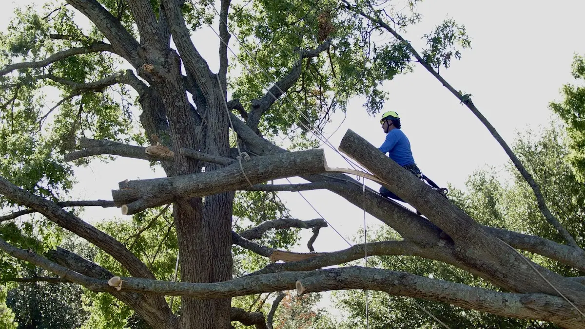 Professional Crown Thinning performed by certified arborists in Denbo