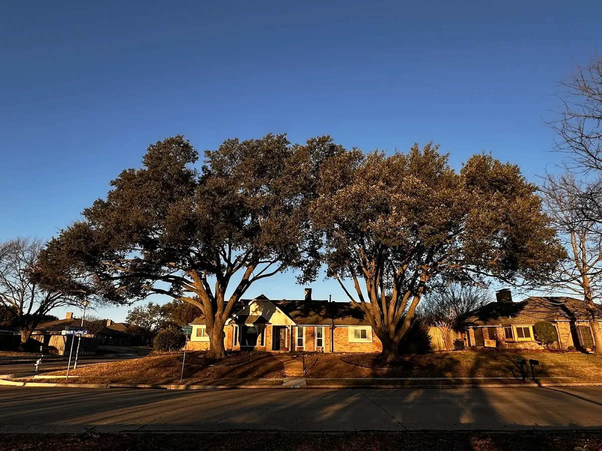 Established residential canopy tree shading a home in Denbo